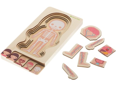 Puzzle drewniane warstwowe budowa ciała montessori dziewczynka Puzzle drewniane warstwowe budowa ciała montessori dziewczynka