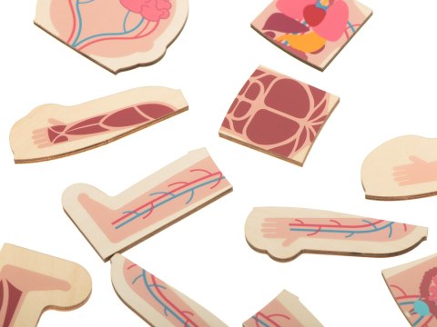Puzzle drewniane warstwowe budowa ciała montessori dziewczynka Puzzle drewniane warstwowe budowa ciała montessori dziewczynka
